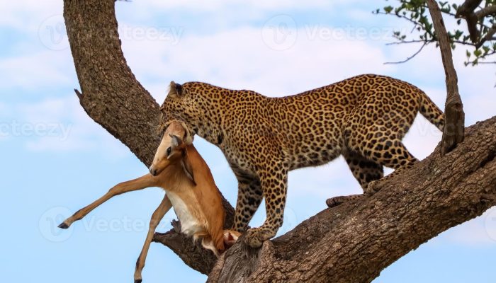 66869559-leopardo-carregando-esta-presa-em-uma-arvore-dentro-a-africano-savana-foto